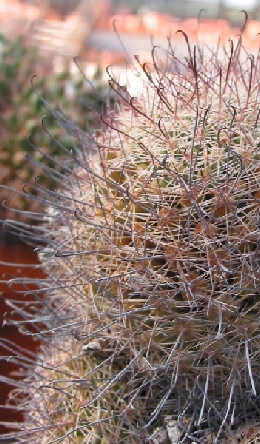 Strawberry Cactus(Mammillaria dioica)