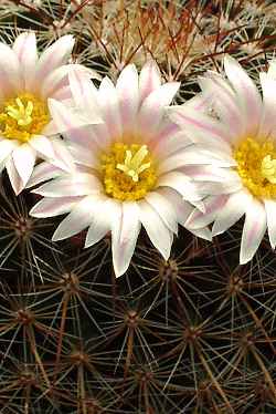 (Mammillaria discolor)