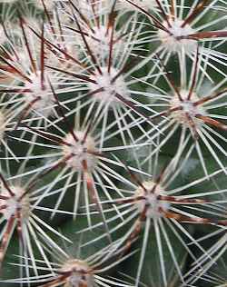 (Mammillaria discolor)