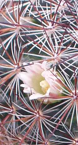 (Mammillaria discolor)