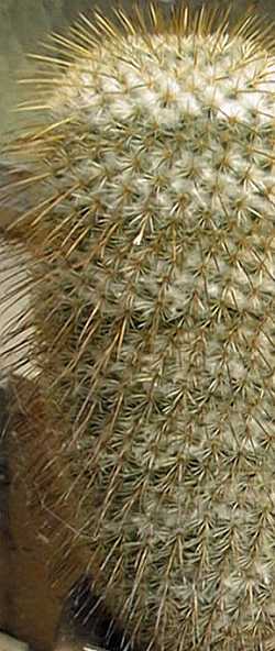 (Mammillaria dixanthocentron)