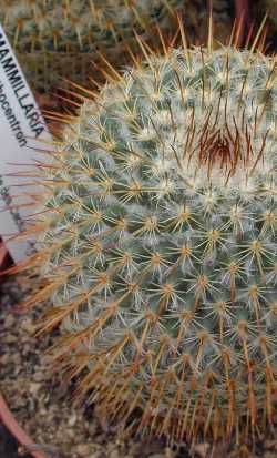 (Mammillaria dixanthocentron)