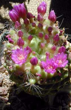 (Mammillaria crinita f. zeilmanniana 'Drop Dead Fred')