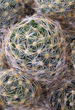 (Mammillaria schiedeana ssp. dumetorum )