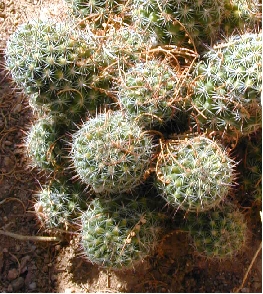 (Mammillaria duoformis)