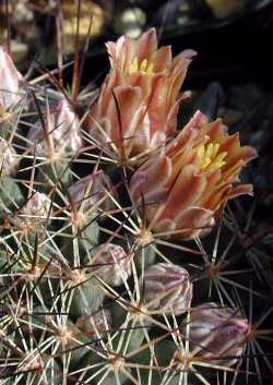 (Mammillaria durangicola)