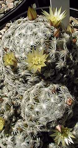 (Mammillaria duwei)