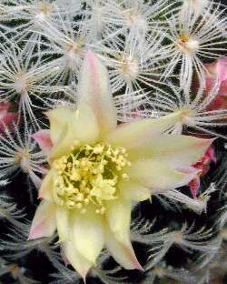 (Mammillaria duwei)