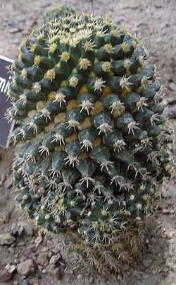 (Mammillaria voburnensis ssp. eichlamii )