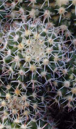 (Mammillaria voburnensis ssp. eichlamii )