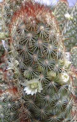 Golden Stars, Lady Fingers(Mammillaria elongata)