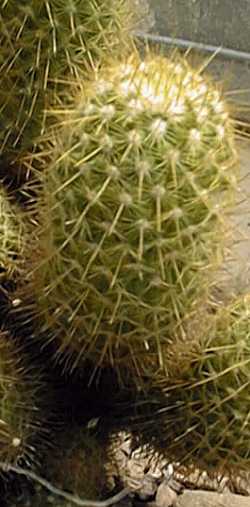 (Mammillaria eriacantha)