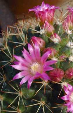 (Mammillaria backebergiana ssp. ernestii )