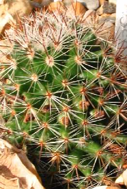 (Mammillaria backebergiana ssp. ernestii )