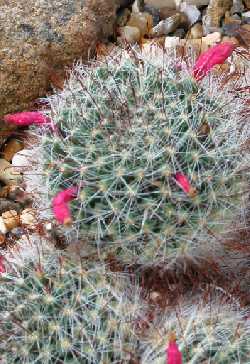 Eschauzier's Pincushion(Mammillaria bocasana ssp. eschauzieri )