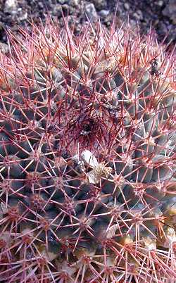 (Mammillaria evermanniana)