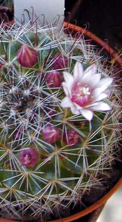 (Mammillaria fittkaui)