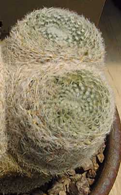 (Mammillaria formosa ssp. formosa )