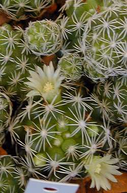 Thimble Cactus(Mammillaria gracilis)