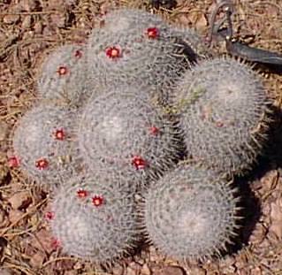 (Mammillaria geminispina)