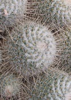 (Mammillaria geminispina)