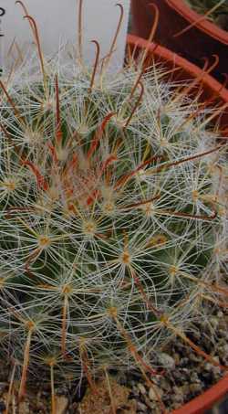 (Mammillaria gilensis)