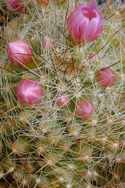 (Mammillaria glochidiata)