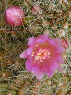 (Mammillaria glochidiata)