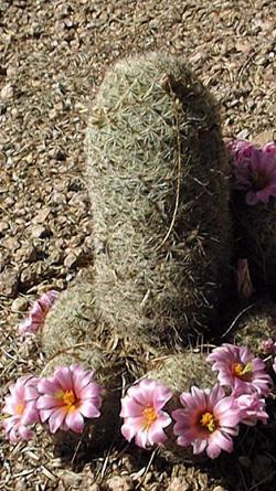 Pitahayita, Choyita, Fishhook Cactus(Mammillaria grahamii)