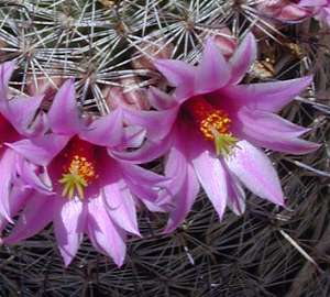 Pitahayita, Choyita, Fishhook Cactus(Mammillaria grahamii)