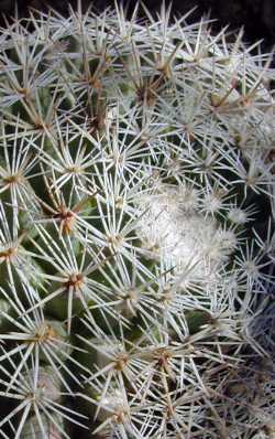 (Mammillaria grusoni)