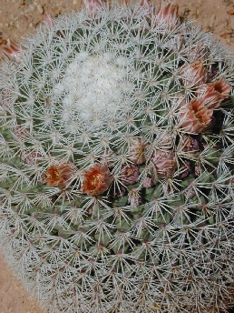 (Mammillaria grusoni)