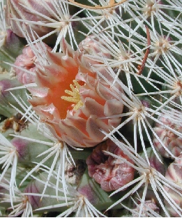 (Mammillaria grusoni)
