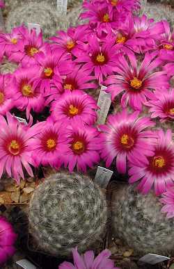 (Mammillaria guelzowiana)