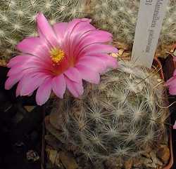 (Mammillaria guelzowiana)