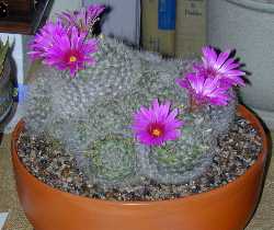 (Mammillaria guelzowiana)