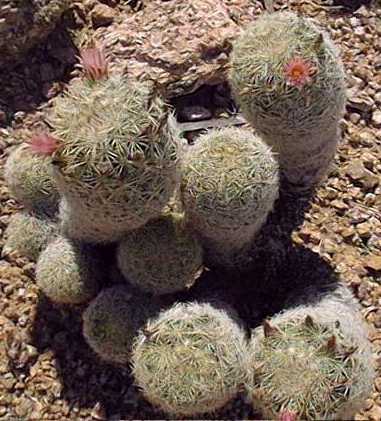 (Mammillaria guerreronis)