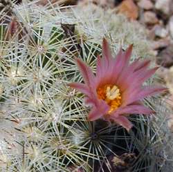 (Mammillaria guerreronis)