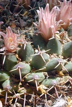 (Mammillaria heyderi ssp. gummifera )