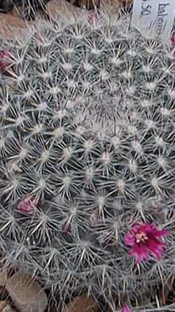 Old Lady Cactus(Mammillaria hahniana)