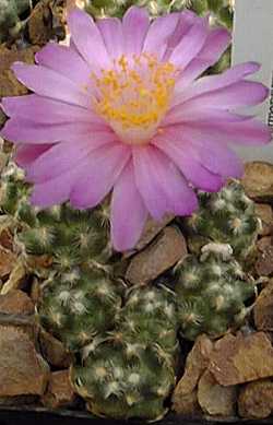 (Mammillaria saboae ssp. haudeana )