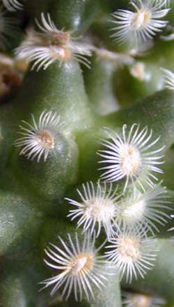 (Mammillaria saboae ssp. haudeana )