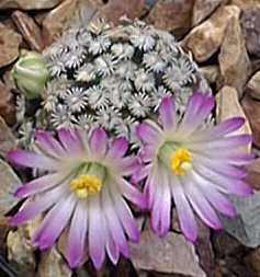 (Mammillaria hernandezii)