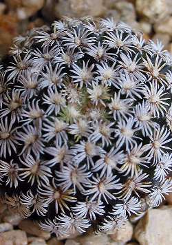 (Mammillaria hernandezii)