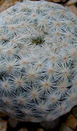 (Mammillaria herrerae)