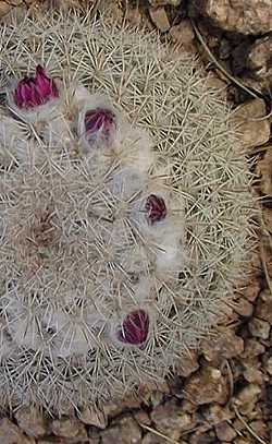 (Mammillaria hertrichiana)