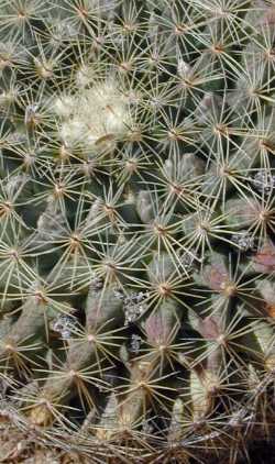 Little Nipple Cactus(Mammillaria heyderi ssp. heyderi )
