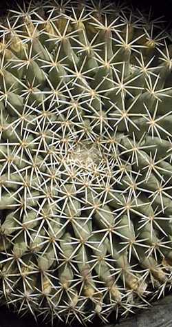 Little Nipple Cactus(Mammillaria heyderi ssp. heyderi )