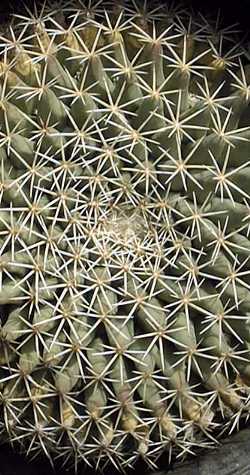 Little Nipple Cactus(Mammillaria heyderi ssp. heyderi )