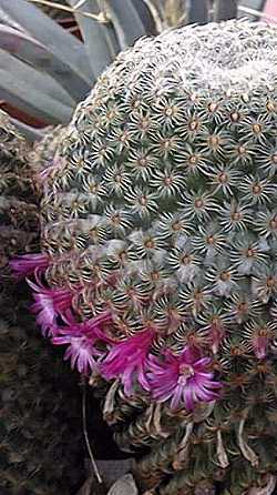 (Mammillaria huitzilopochtli ssp. huitzilopochtli )